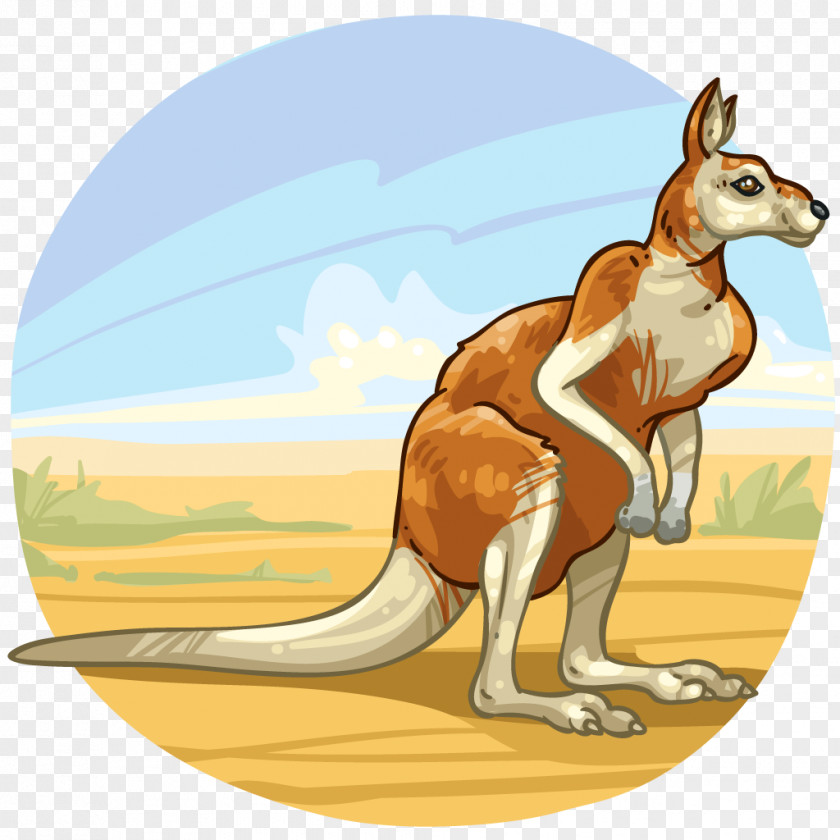 Kangaroo Macropodidae Mammal Animal Marsupial PNG