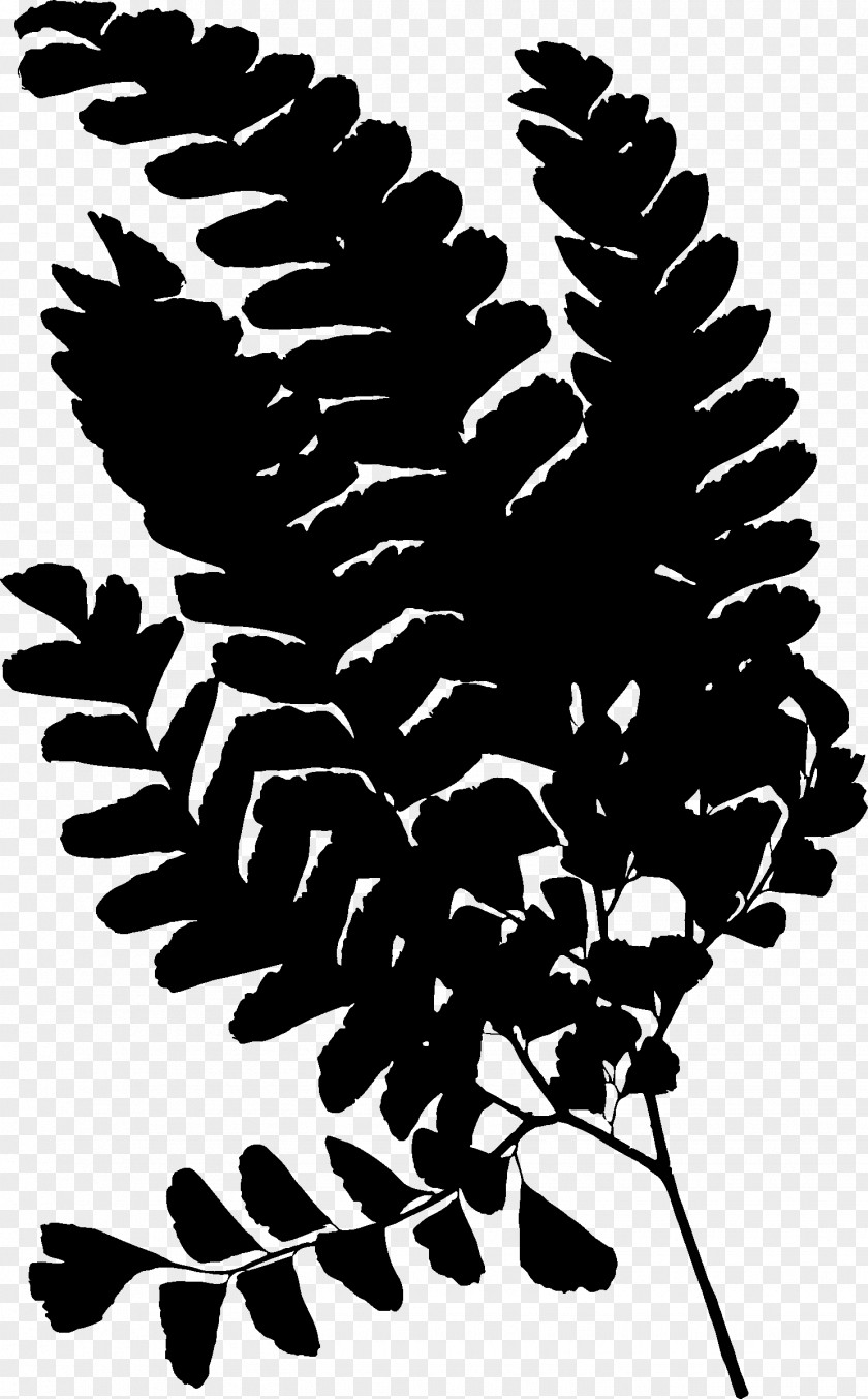 Pine Flowering Plant Font Silhouette PNG