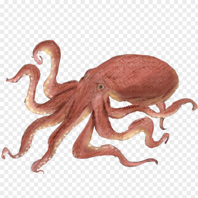 Tako Octopus Squid As Food Takoyaki PNG