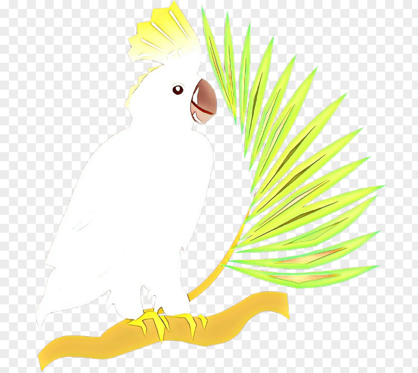Bird Cartoon Parrot Yellow Beak PNG