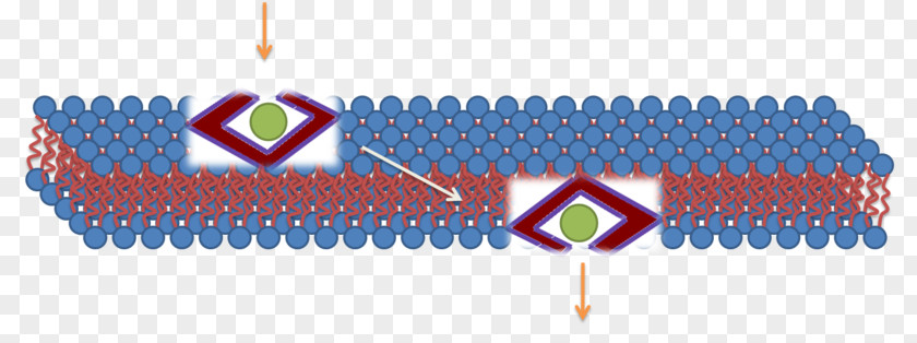 Cell-penetrating Peptide Cell Membrane Micelle PNG
