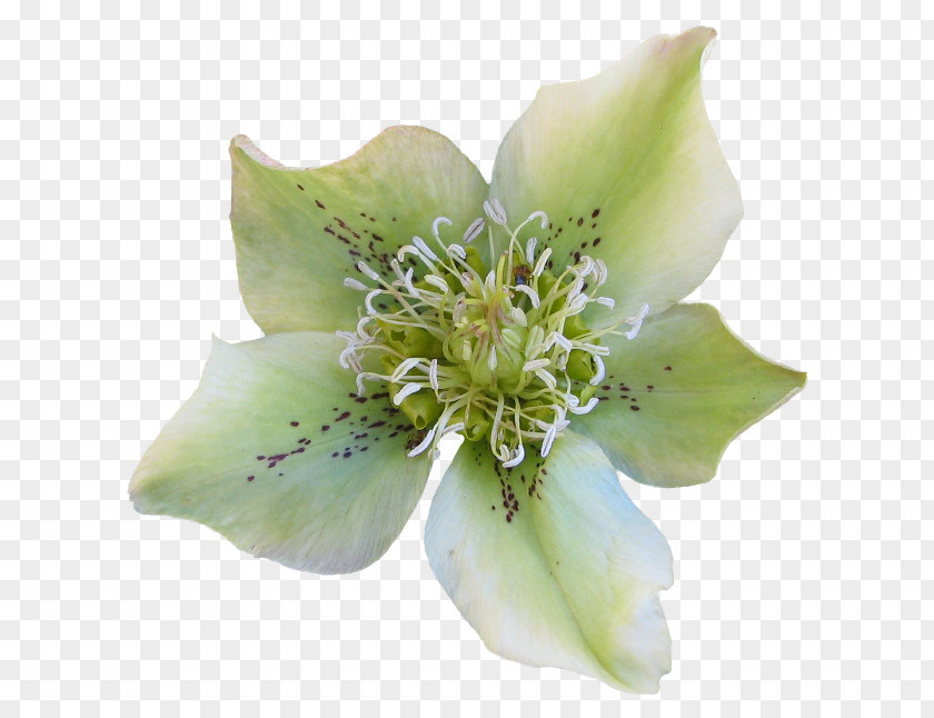 Flower Garden Helleborus Odorus Plant PNG