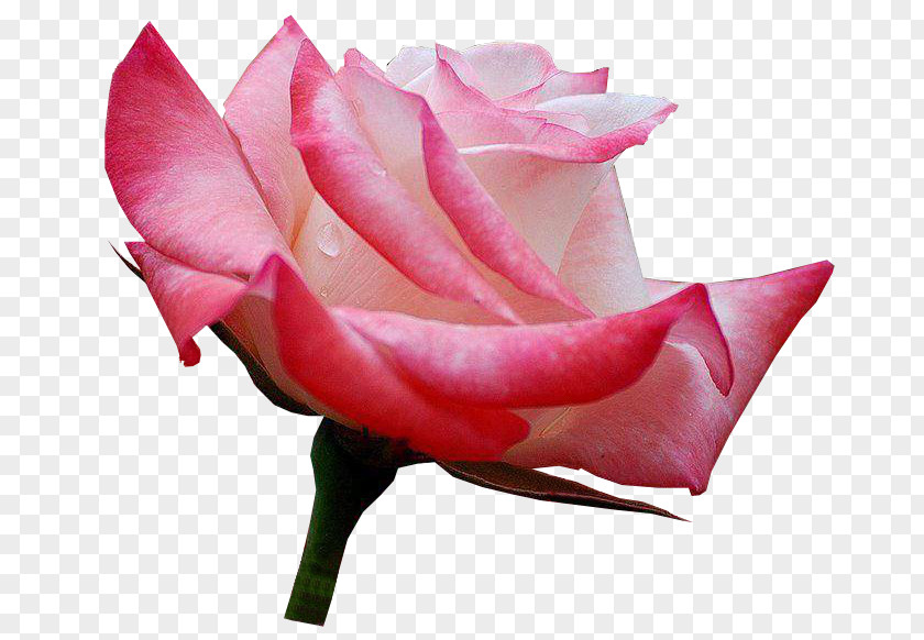 Garden Roses Centifolia Rosa Chinensis Floribunda Cut Flowers PNG