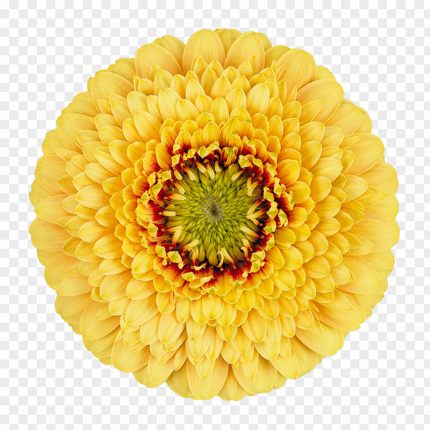 Gerbera Transvaal Daisy Cut Flowers Chrysanthemum Wholesale PNG