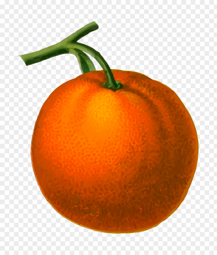 Orange Clementine Mandarin Blood Clip Art PNG