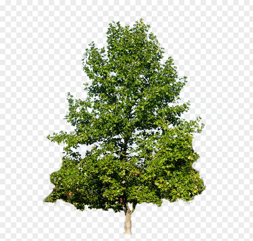 Tree Clip Art PNG