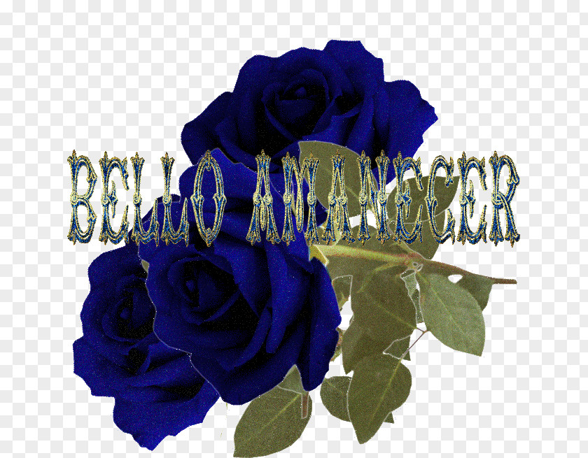 Amanecer Blue Rose Poemas De Amor Garden Roses Cut Flowers PNG