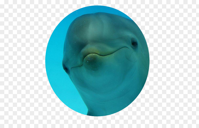 Dolphin Common Bottlenose Turquoise PNG