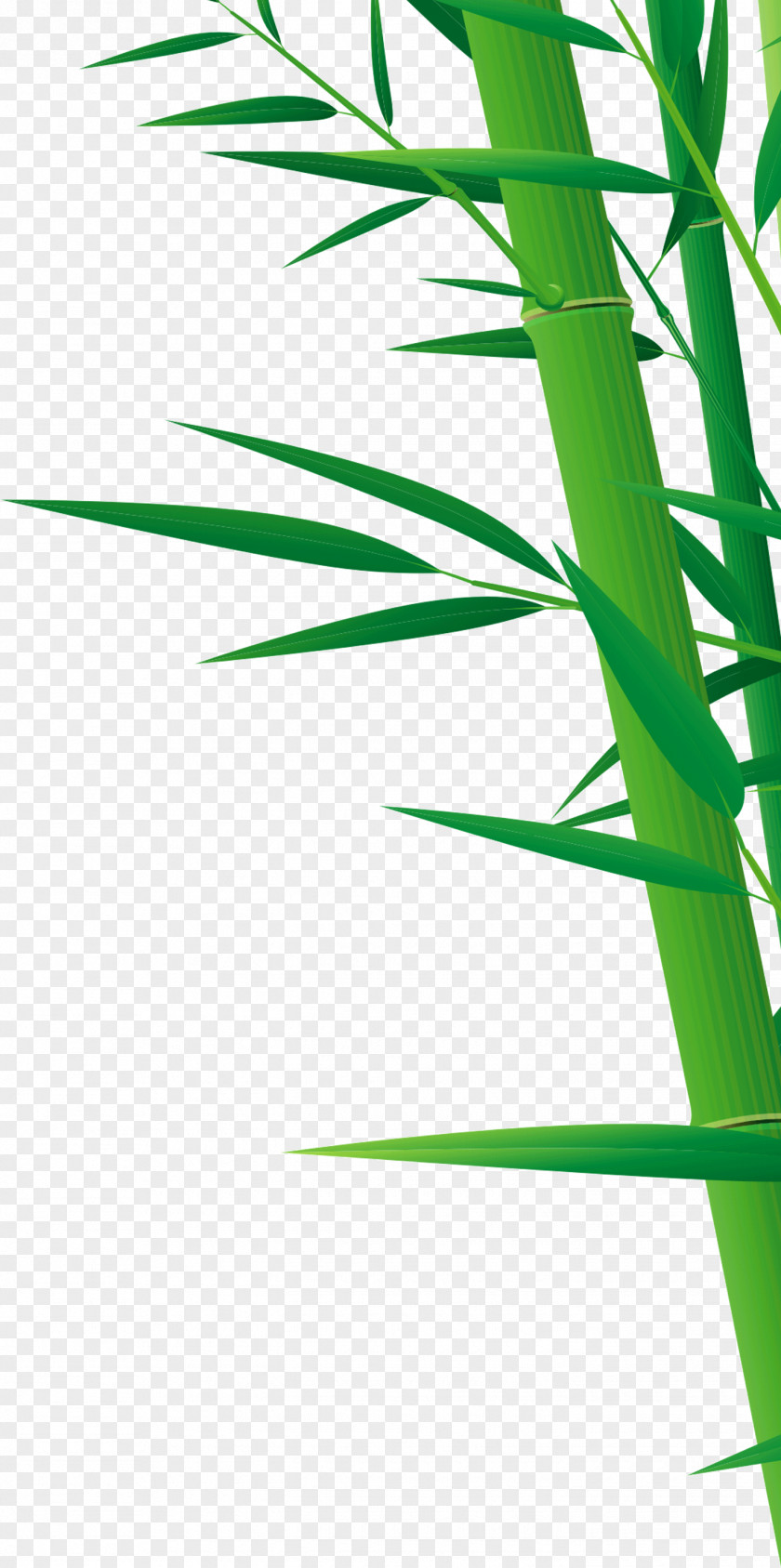 Green Bamboo Drawing PNG