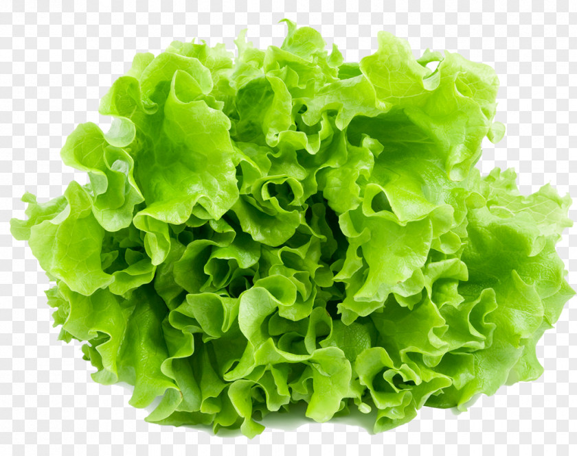 Lettuce Iceberg Leaf Vegetable Salad Romaine Endive PNG