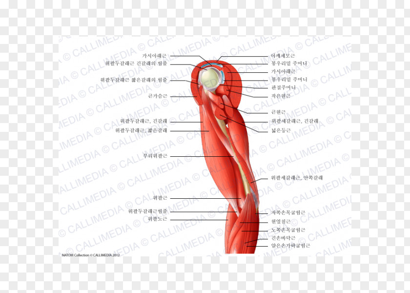 Arm Thumb Shoulder Muscle Nerve Blood Vessel PNG