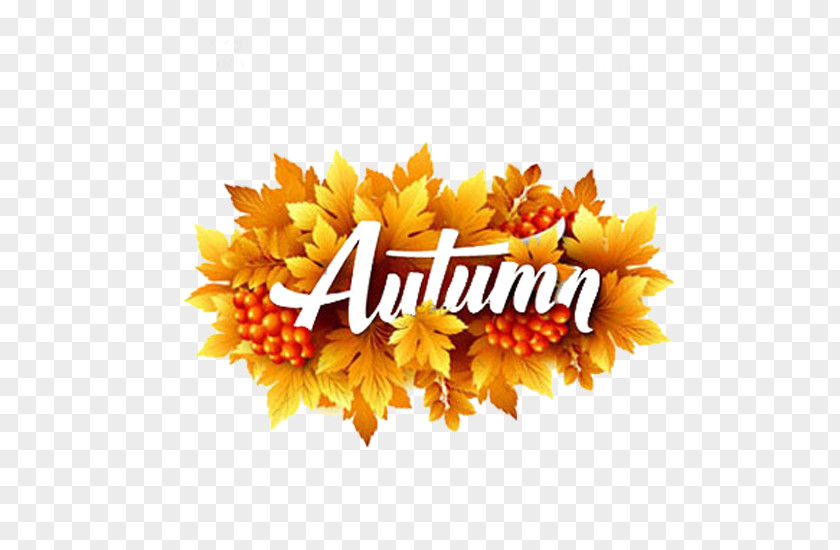 Autumn Maple Leaf Four Seasons Hotels And Resorts Illustration PNG