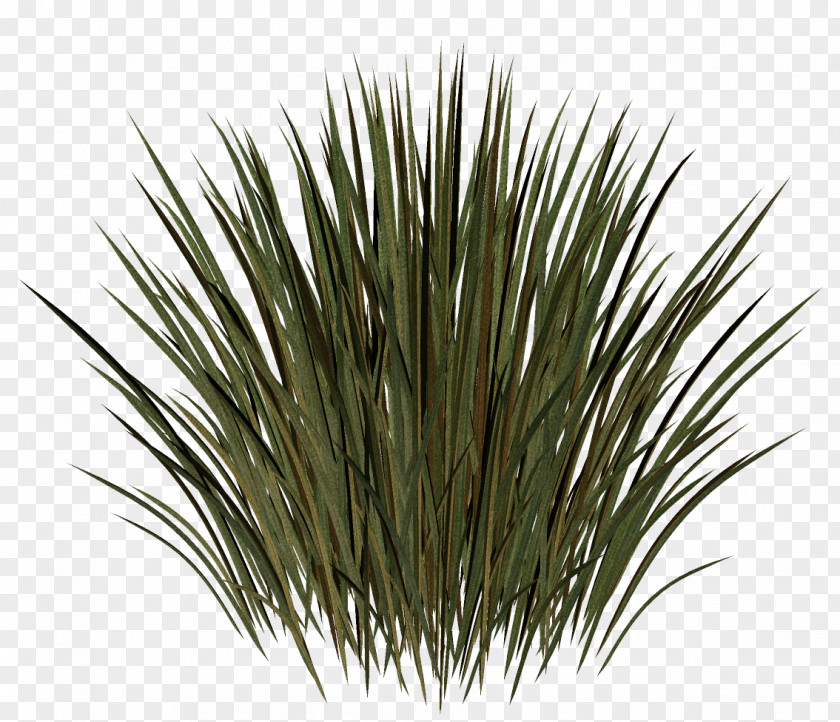 Grass Herbaceous Plant Meadow Lawn Kocaeli Province PNG