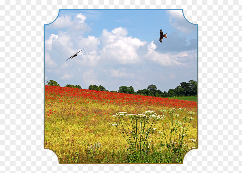 Poppy Field Meadow Grassland Ecosystem Prairie Steppe PNG