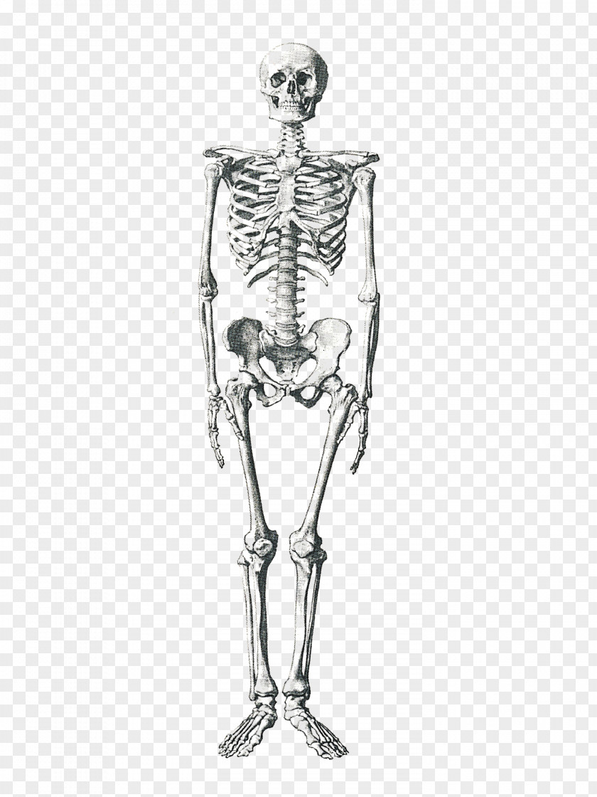Skeleton Human Body Anatomy Bone PNG