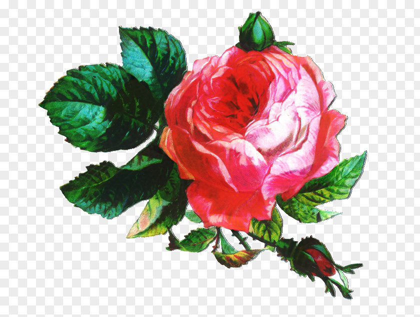 Clip Art Rose Graphics Illustration PNG