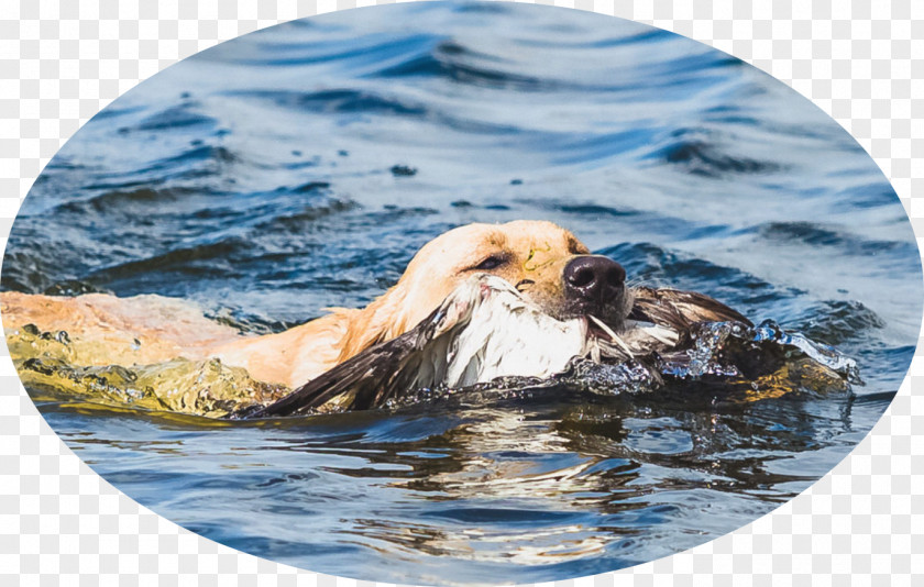 Labrador Retriever Sea Otter Service Dog Hunting PNG