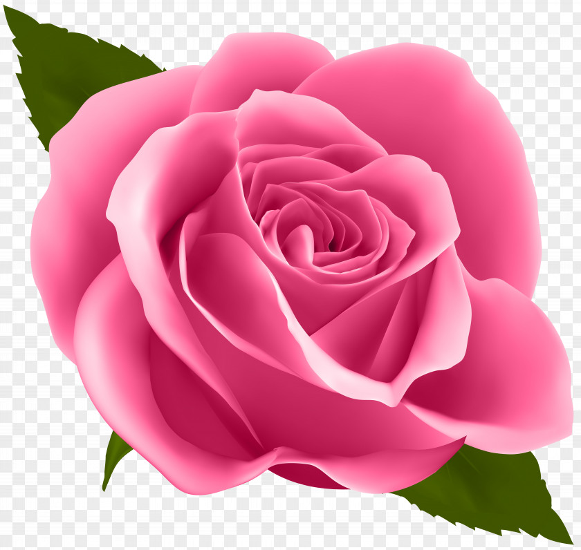 Pink Rose Clip Art Image Flower Drawing Floral Design PNG