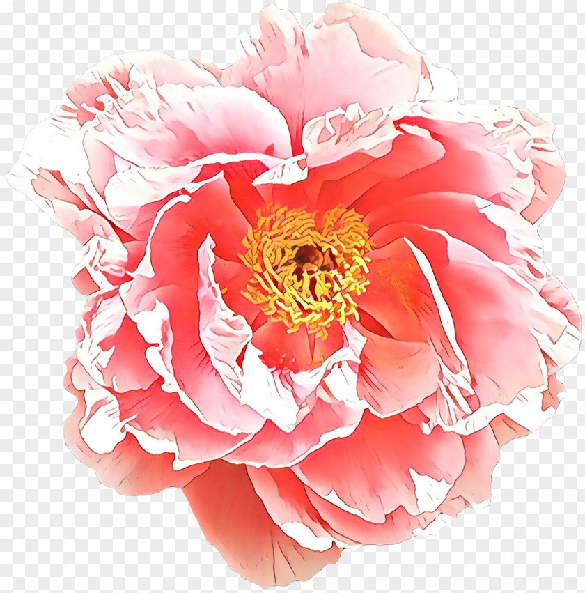 Rose Peach PNG