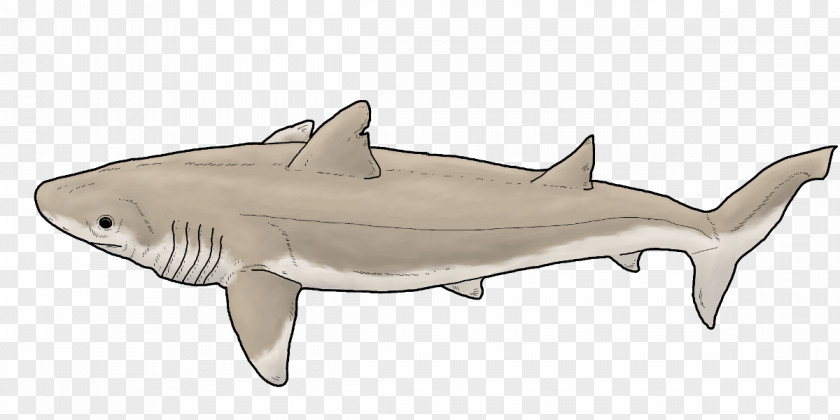 Shark Tiger Digital Art DeviantArt PNG