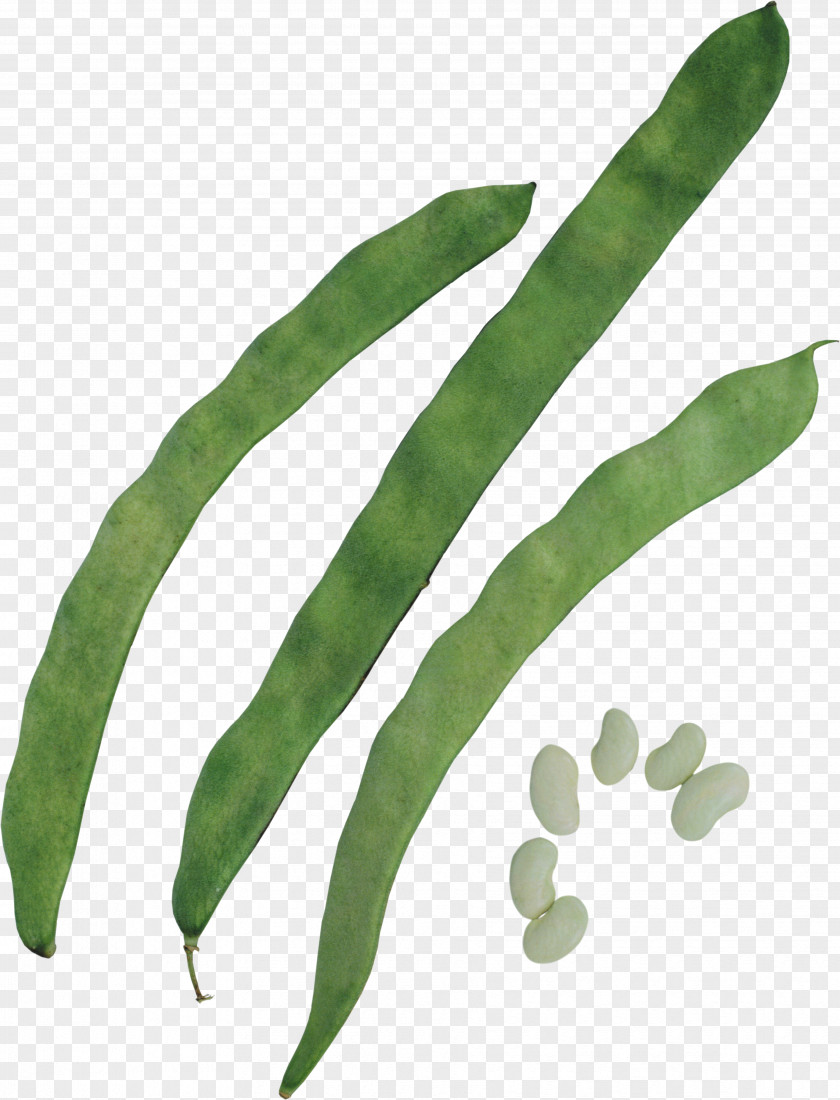 Vegetable Green Bean Lima Pea Silique PNG