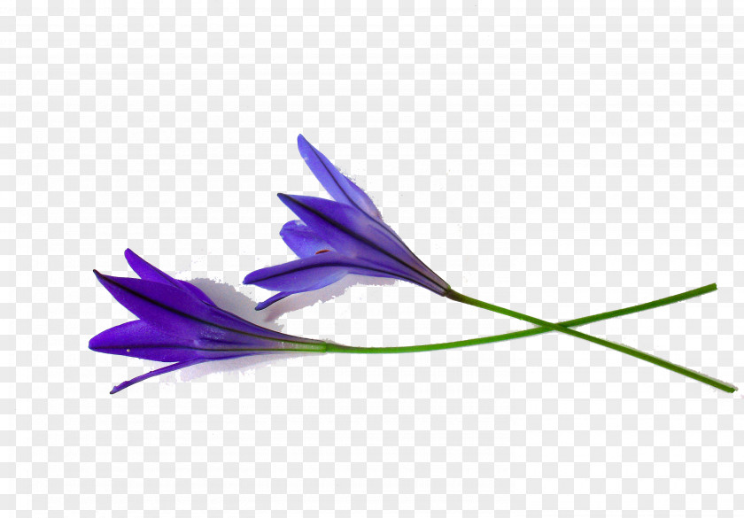 Blue Gladiolus Petals Flower Shoot Pixabay Illustration PNG