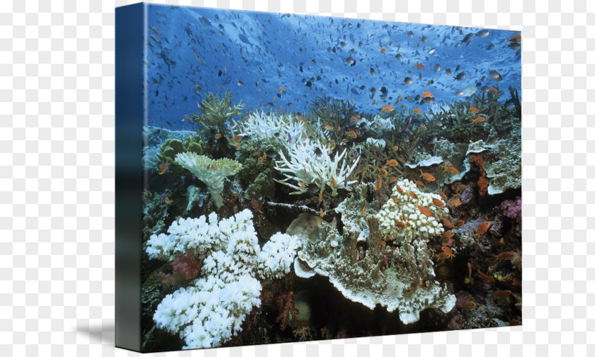 Coral Reef Stony Corals Staghorn Sea Bleaching PNG