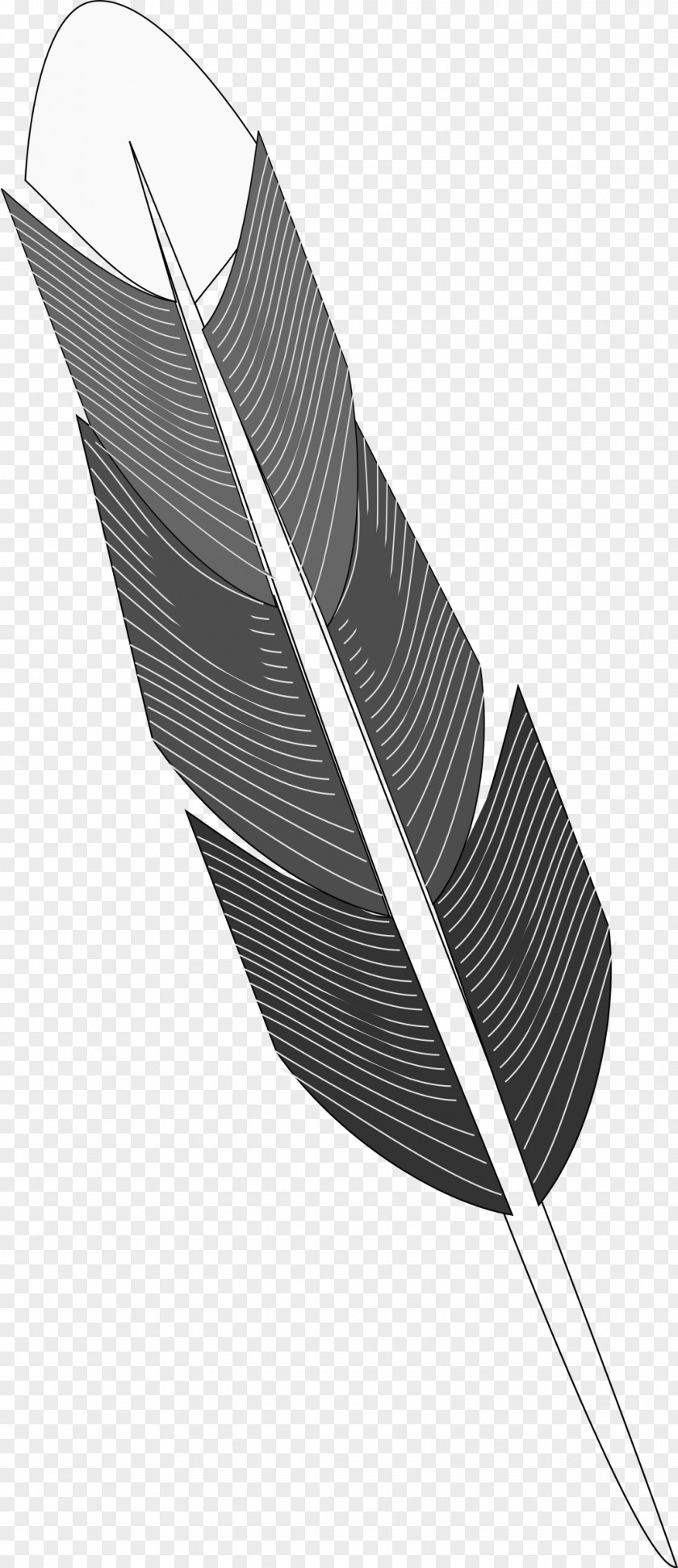 Feather Bird Drawing PNG