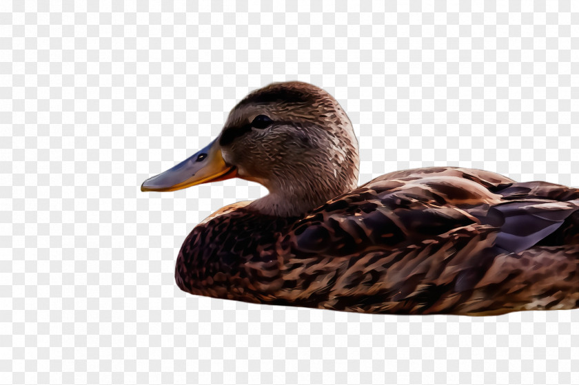 Hunting Decoy American Black Duck Bird Ducks, Geese And Swans Water Mallard PNG