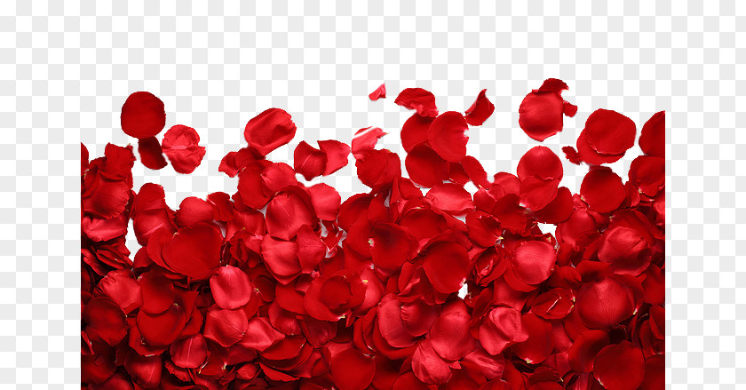 Rose Wall Petal Clip Art PNG