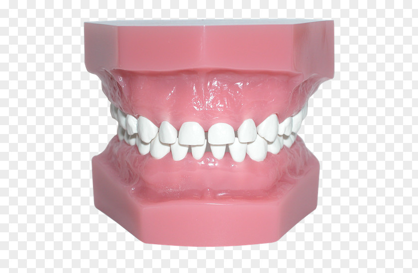 Teeth Model Human Tooth Pediatric Crowns Occlusion PNG