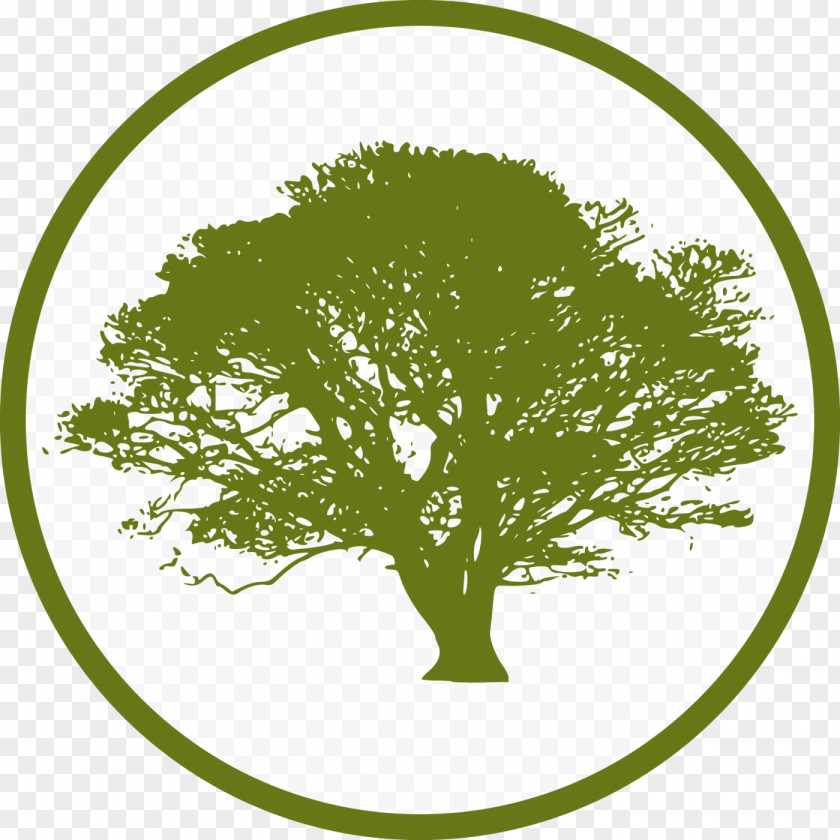 Tree Deciduous Clip Art PNG