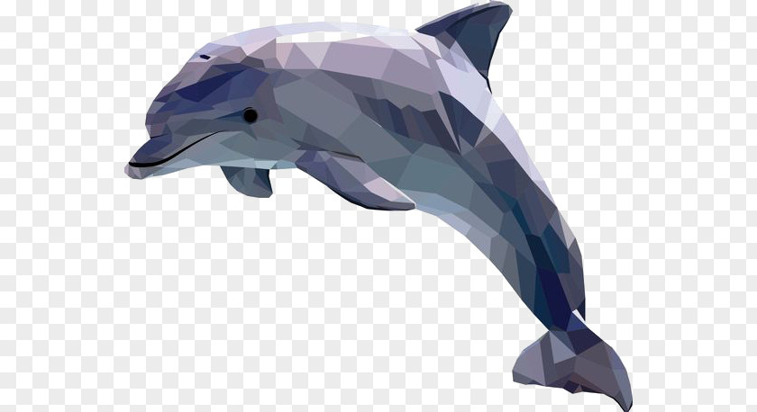 Cartoon Dolphin Art Illustrator Illustration PNG