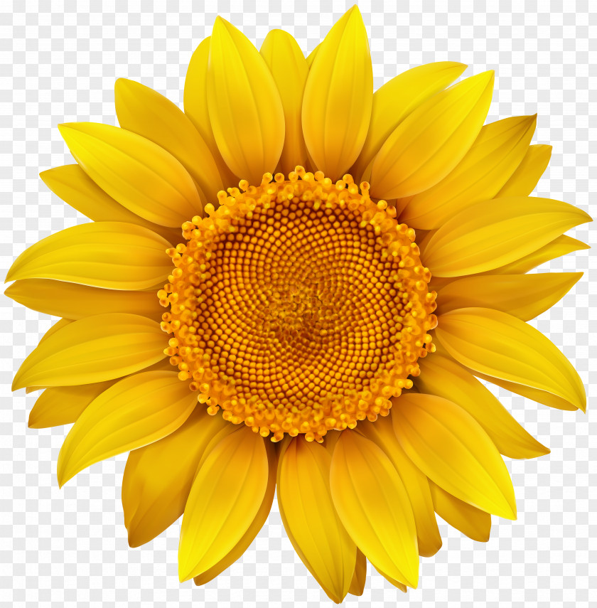 Sunflower Image Stock Photography Royalty-free Illustration PNG