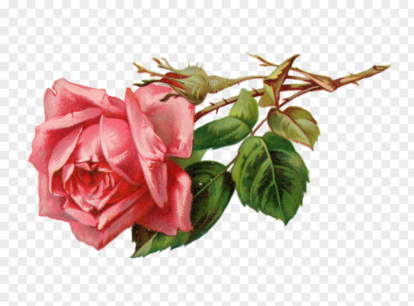 A Rose Flower Pink Clip Art PNG
