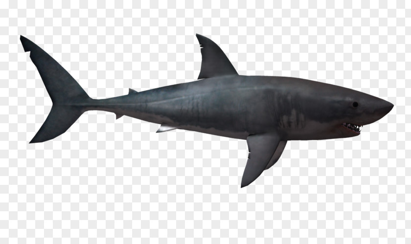 Clip Art Shortfin Mako Shark Mackerel Sharks Great White PNG