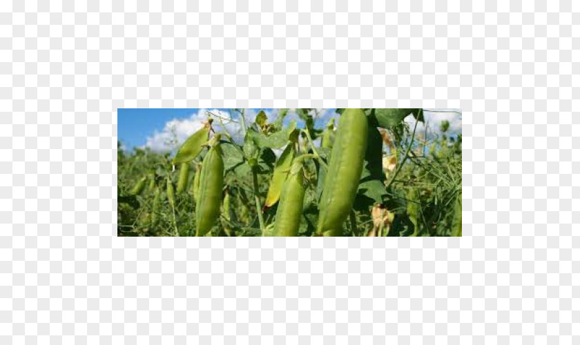 Cucumber Luffa PNG