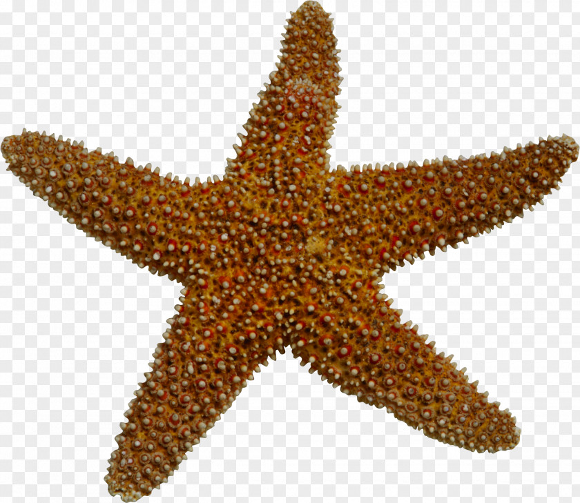 Sea Buckthorn Starfish Marine Invertebrates Clip Art PNG
