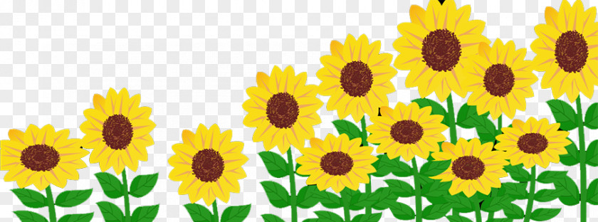 Sunflower Common Solar Energy Generating Systems Power PNG