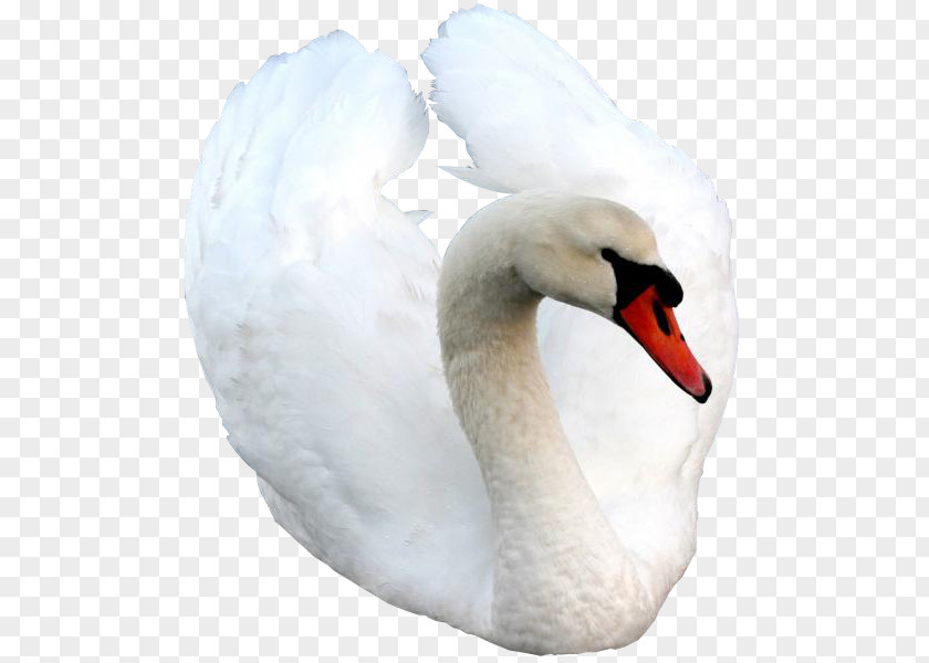 Bird Cygnini Goose Animal PNG