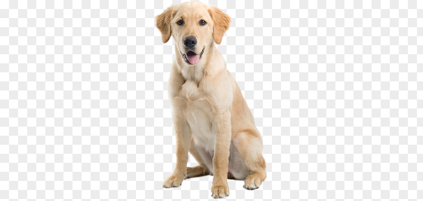 Dogs PNG clipart PNG