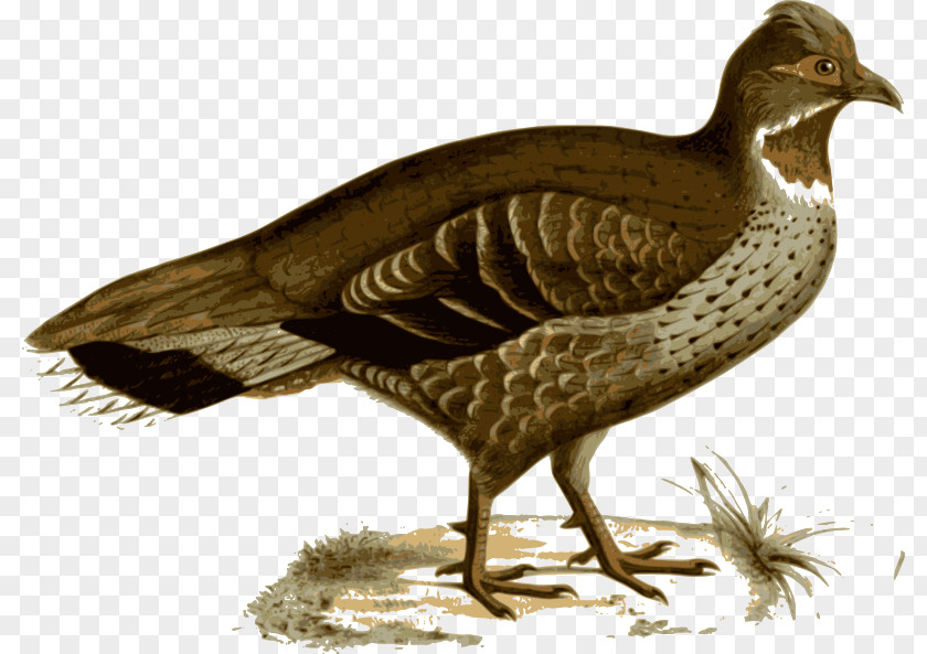 Duck Pheasant Bird Galliformes Feather PNG