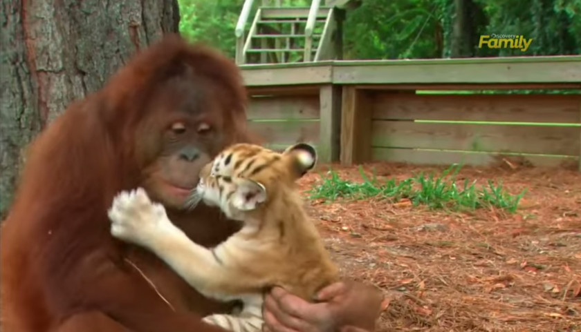 Orangutan Baby Tigers Ape Bornean PNG