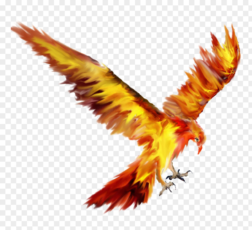 Phoenix Lights Logo Fawkes Information PNG