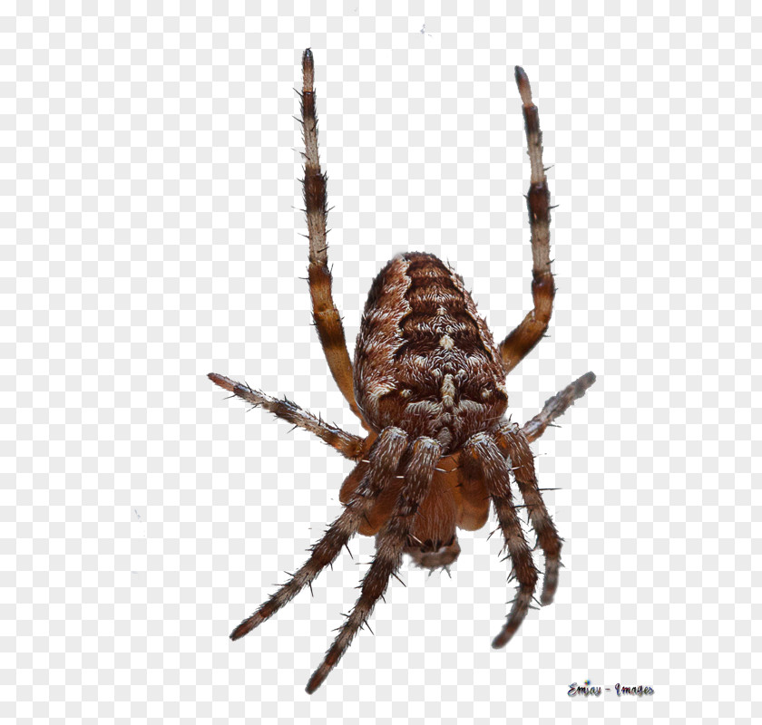 Spider Animals European Garden Barn Wolf Insect PNG