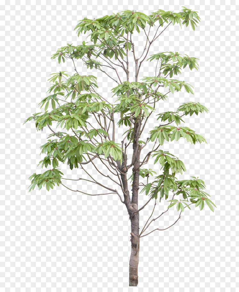 Tmall Wedding Fair Branch Tree PNG
