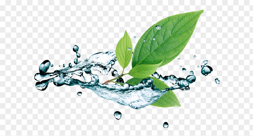 Water Stock Photography Leaf Royalty-free PNG