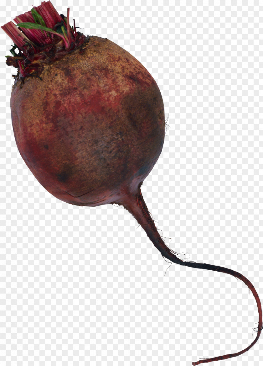 Beet Common Beetroot Clip Art PNG