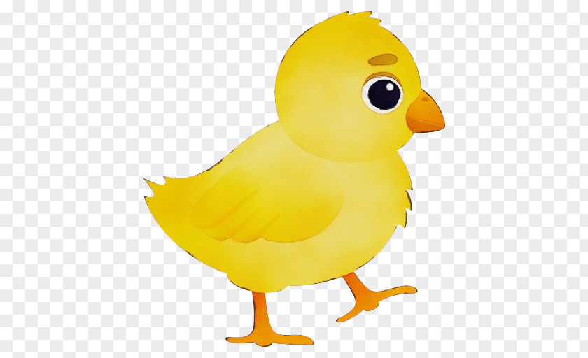 Birds Duck Beak Water Bird Yellow PNG