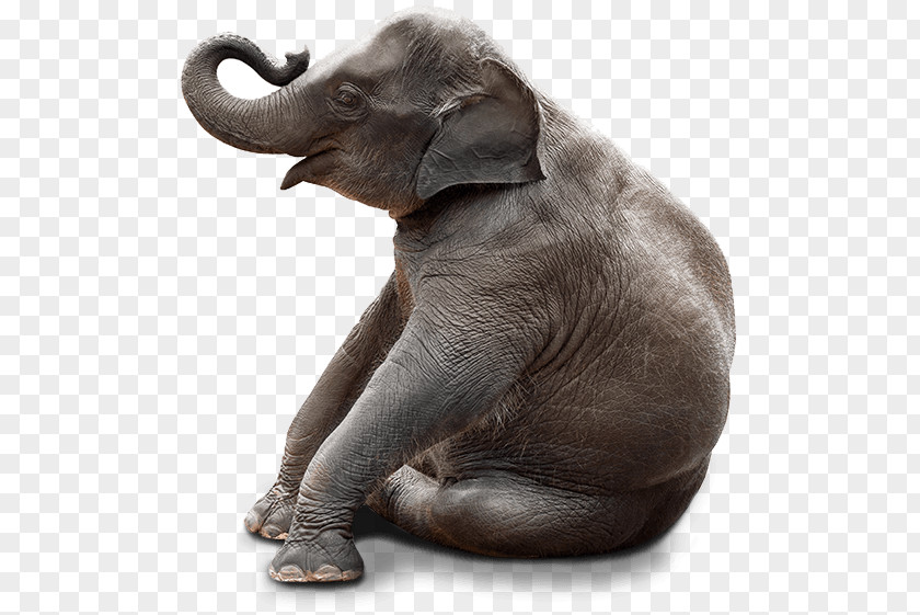 Cute Elephant Chair Stock Photography Bench Sitting PNG